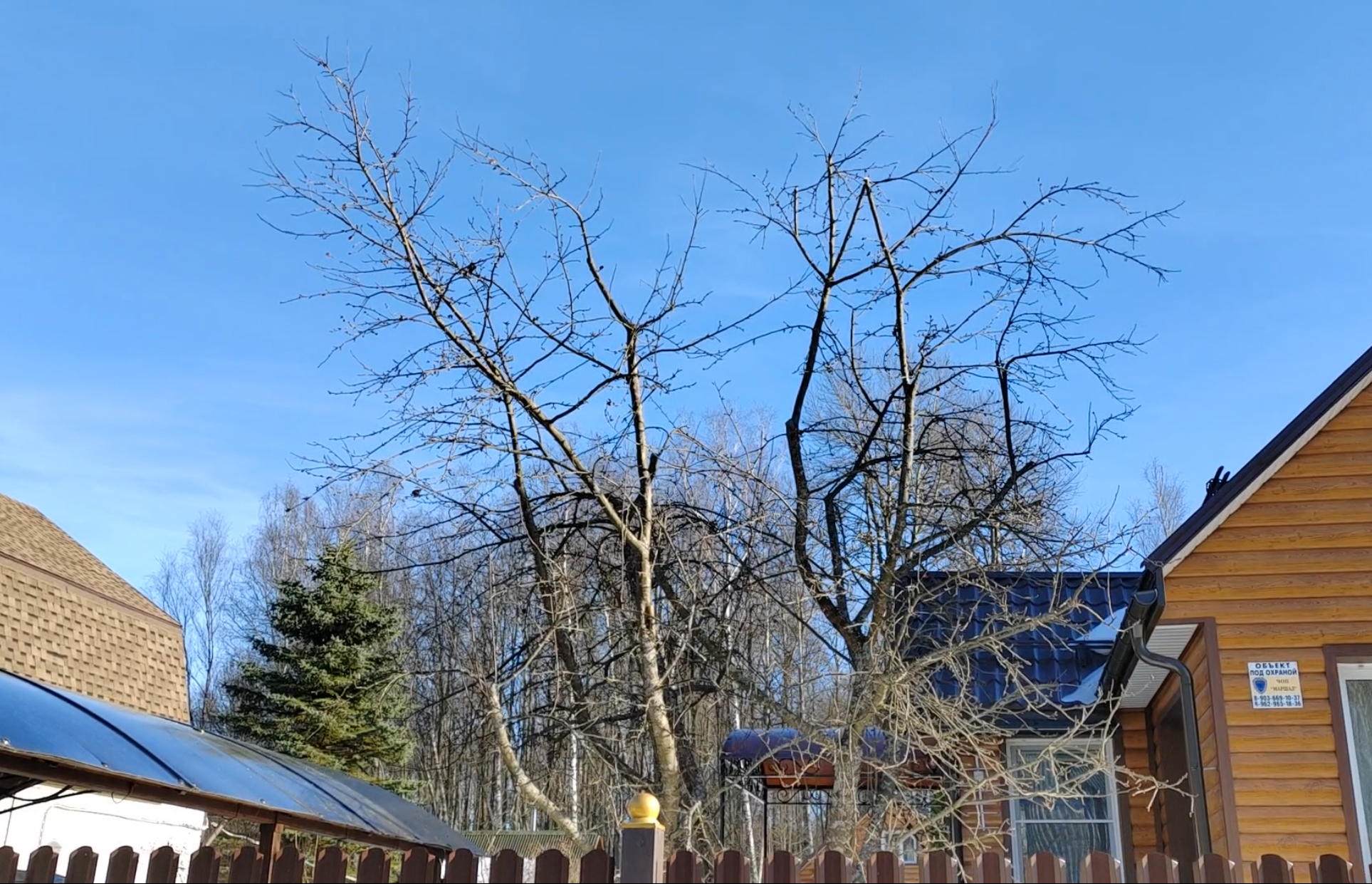 Обрезка, опиловка, кронирование