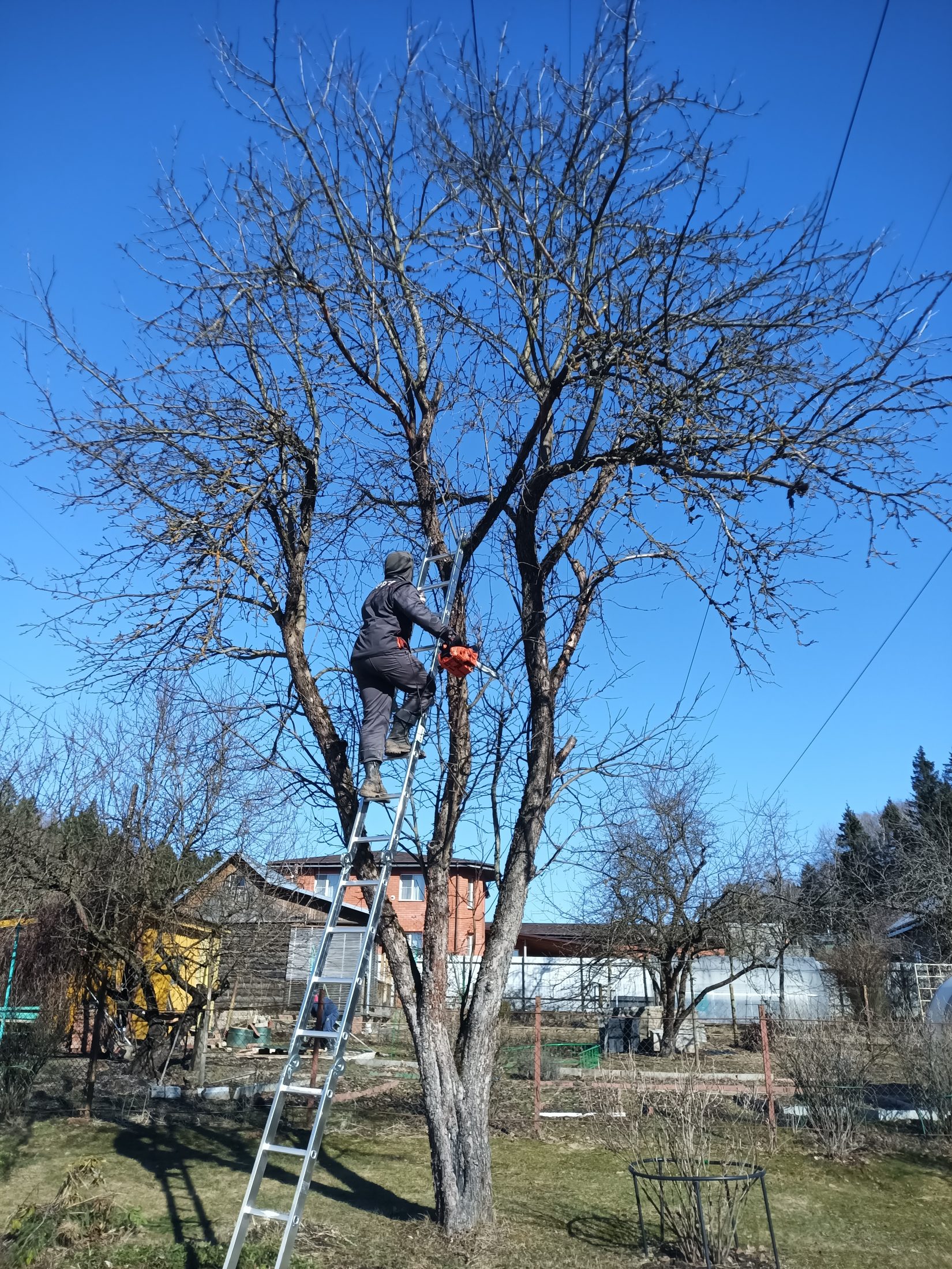 Обрезка, опиловка, кронирование