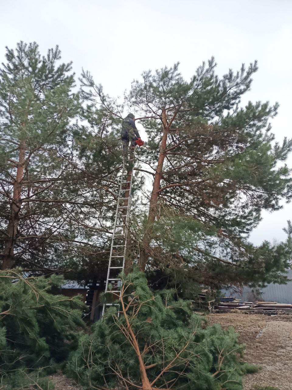 Обрезка, опиловка, кронирование
